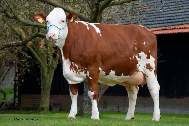 Livestock Sales