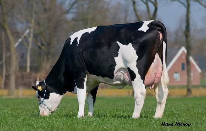 Fleckvieh Genetics