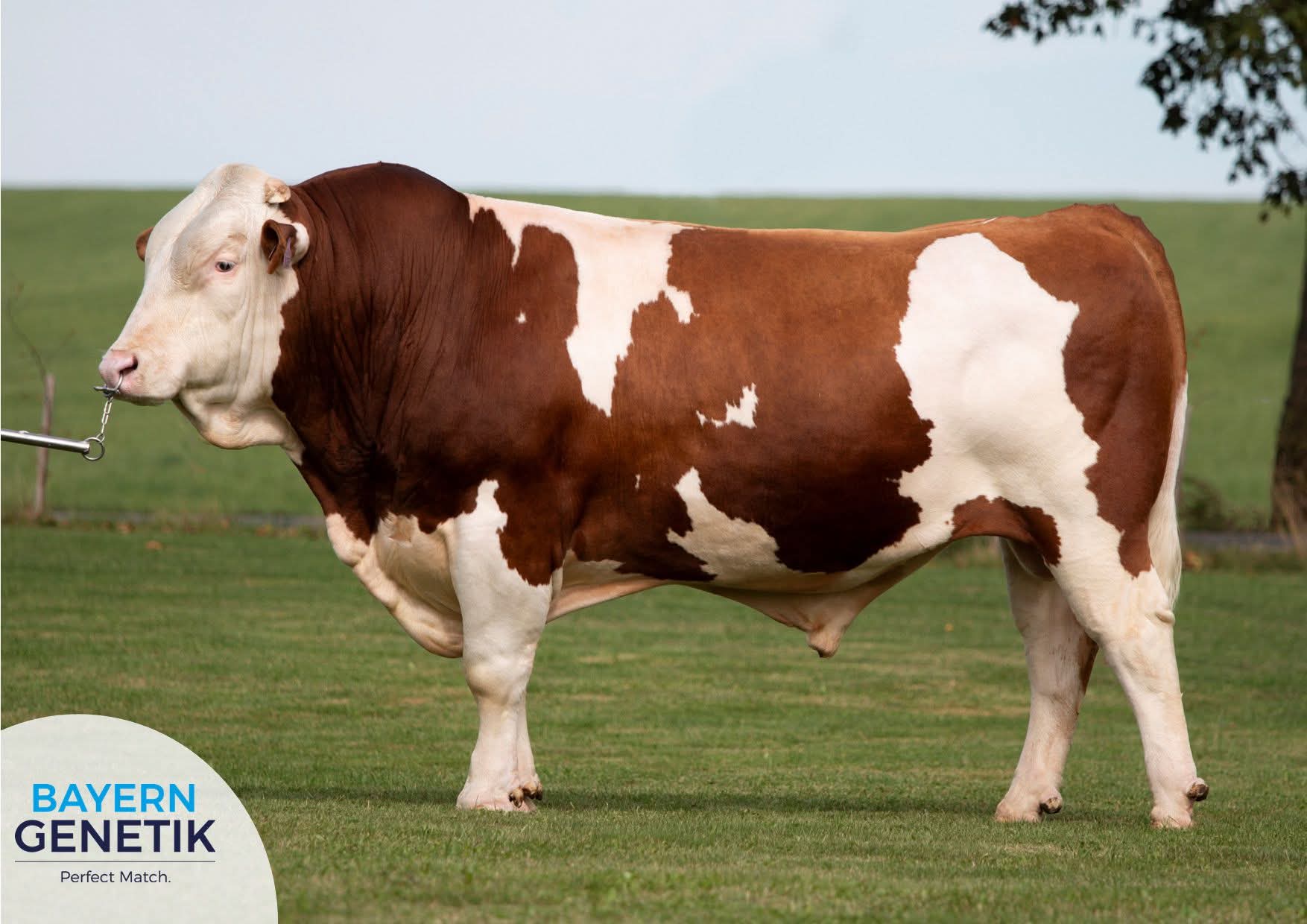 Fleckvieh Beef Bull